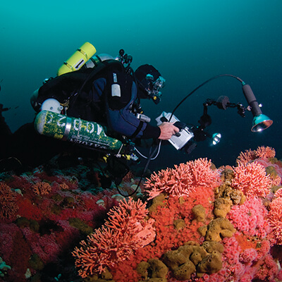 A diver filming coral