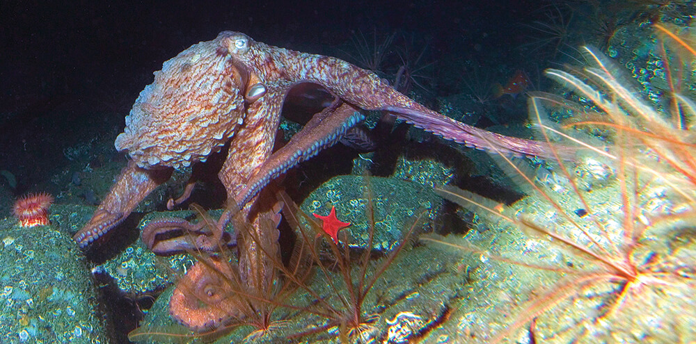An orange octopus