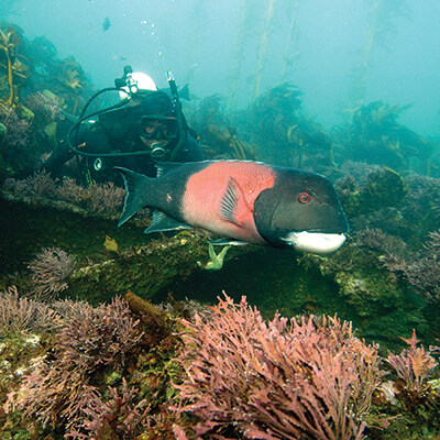 A diver peering at a fish
