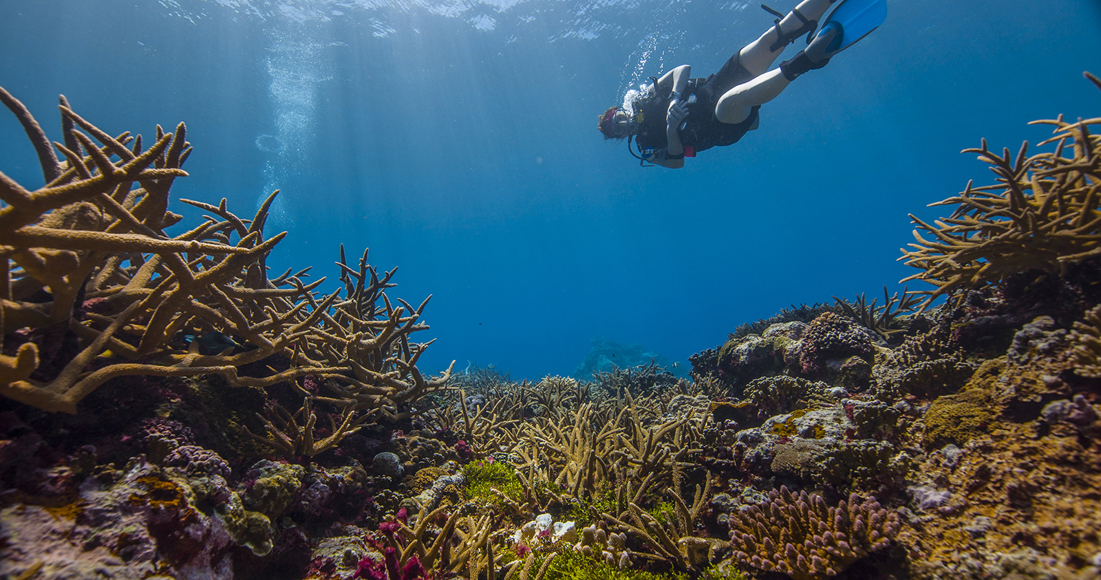 A diver swims above coral