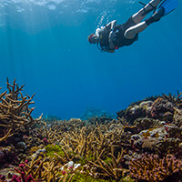 A diver swimming near coral
