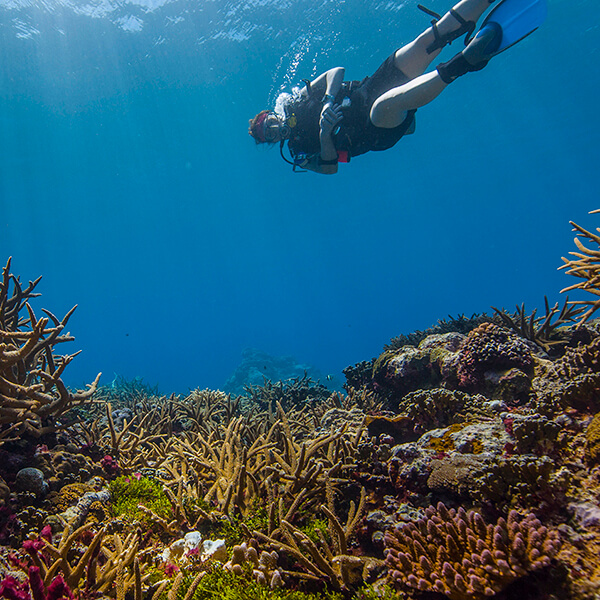 A diver swims above a coral reef