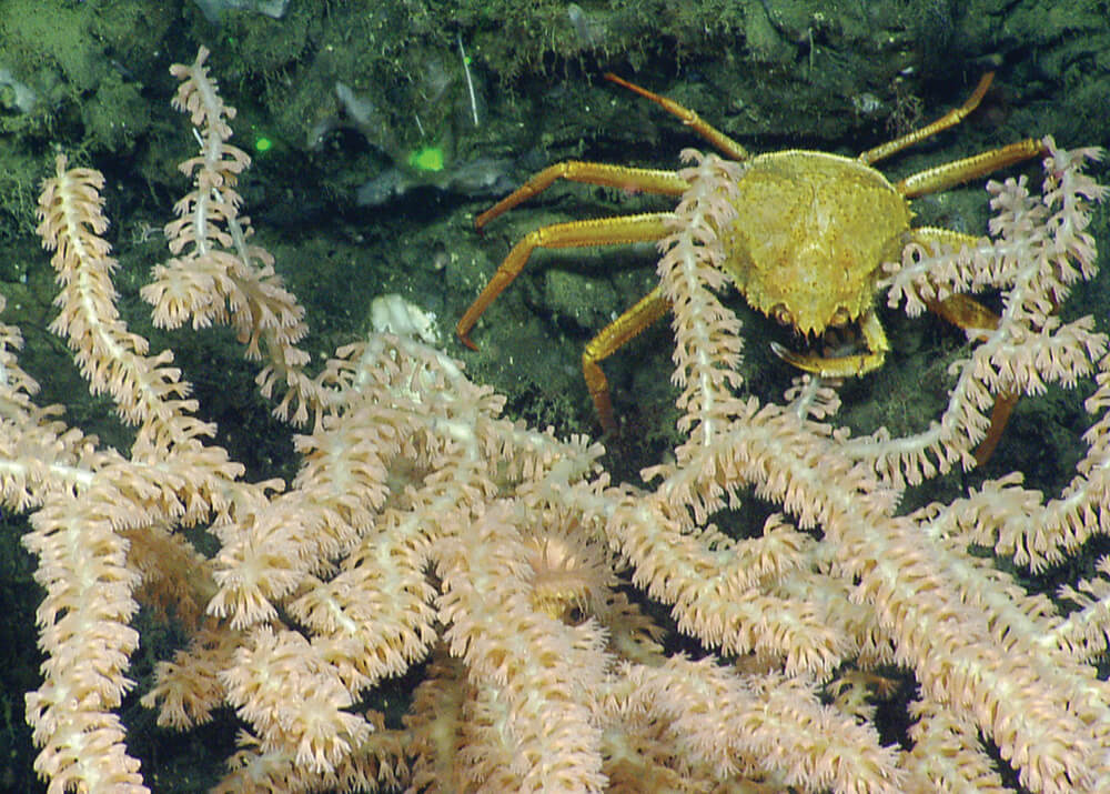 A crab explores bamboo coral
