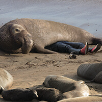 An elephant seal laying laying on top of someone