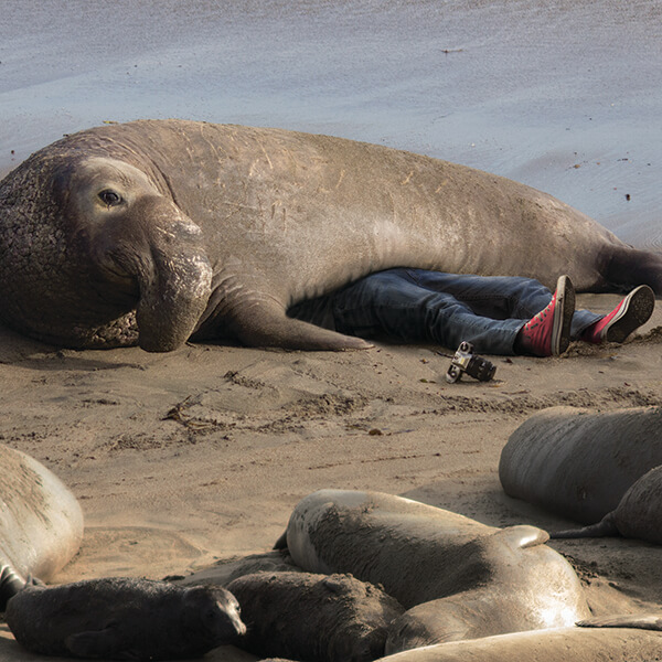 An elephant seal laying on top of a man