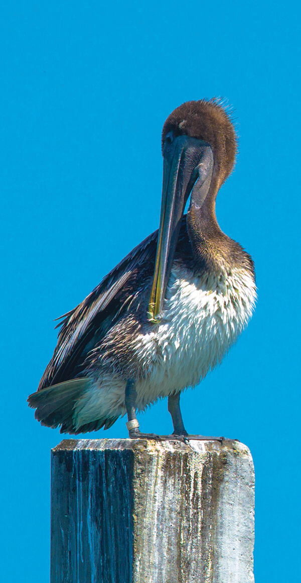 A pelican standing on a wooden post