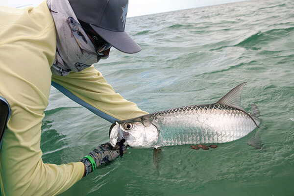 A fisherman pulling a tarpon out of the water with his hands