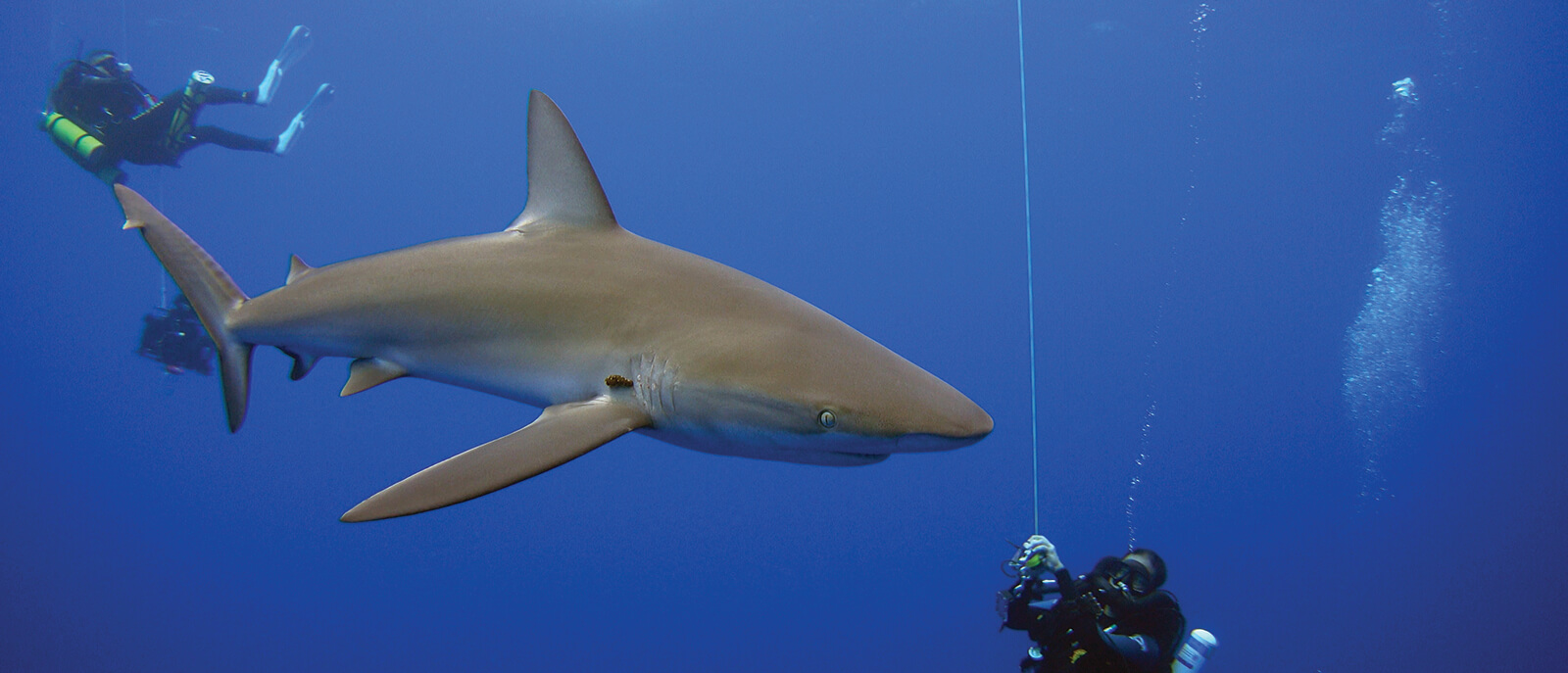 a shark swims near divers