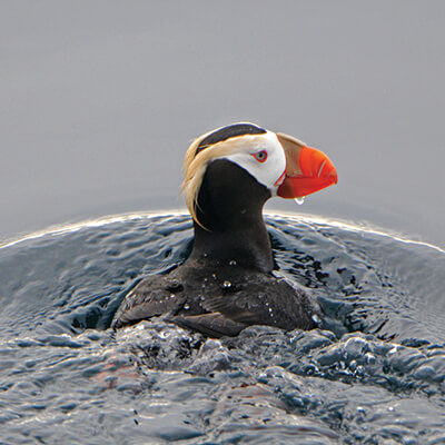 A puffin swims away with it's head turned to the side