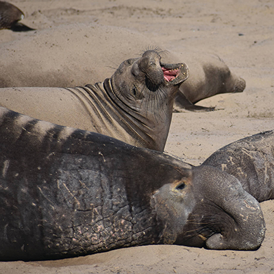 A seal yawns while lying on the beach