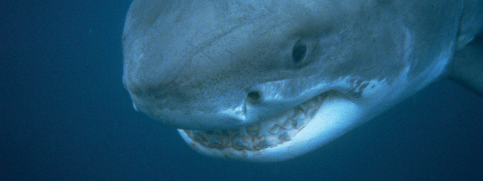 The head of a shark