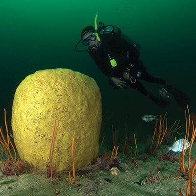 A diver examines a barrel spomge