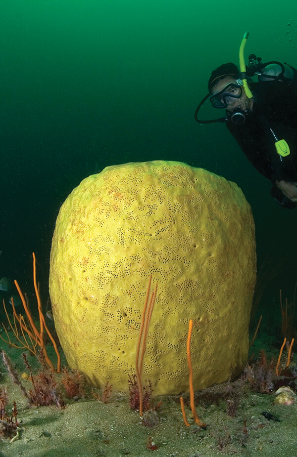 A diver examines a barrel spomge