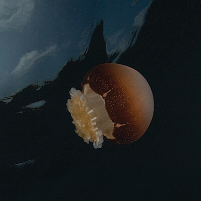  A cannon ball jellyfish