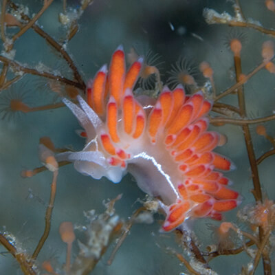 A nudibranch climbs on a eudendrium
