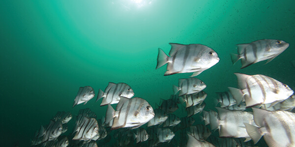 A school of spadefish