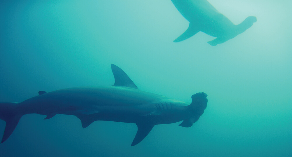 Two hammerhead head sharks swim just below the surface