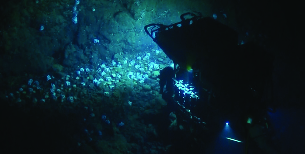 The ROV hercules shines a light on a large gathering of Muusoctopus octopuses 