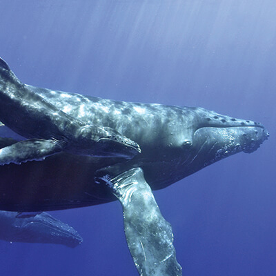 A humpback whale and her calf