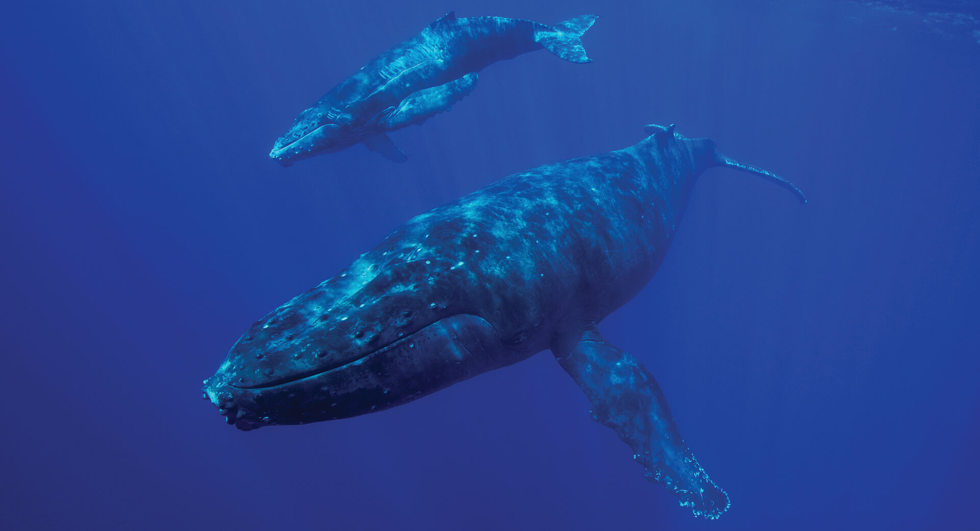 A humpback whale mother and calf