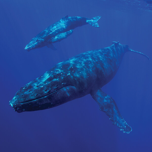 A humpback whale calf swims with its mother