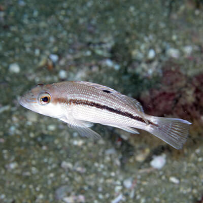 A juvenile black sea bass