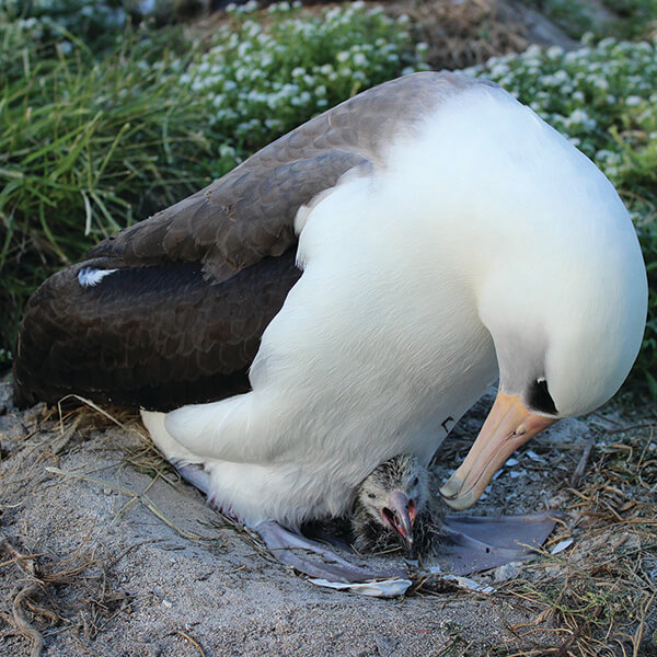 An albatross tends to its hatchling