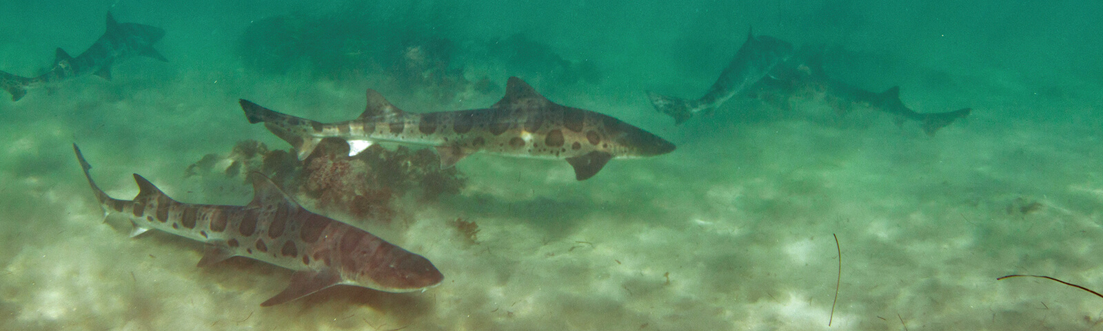 leopard sharks swimming along a sandy seafloor