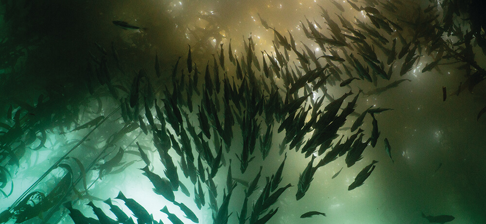 fish swimming in a kelp forest