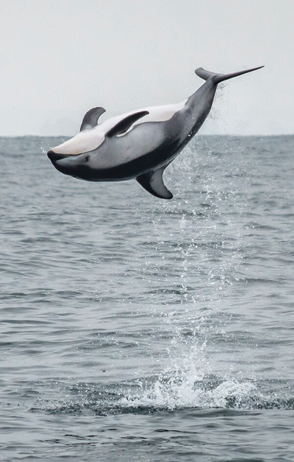  A Pacific white-sided dolphin upside down in the air above the ocean, mid-backflip.