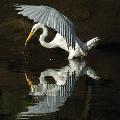 A great egret spreading its wings
