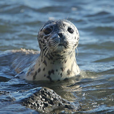 A harbor seal pup in shallow water