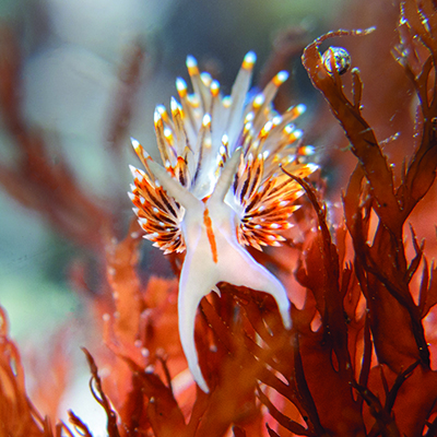 An opalescent nudibranch
