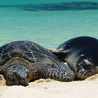 A monk seal and sea turtle lying on a beach
