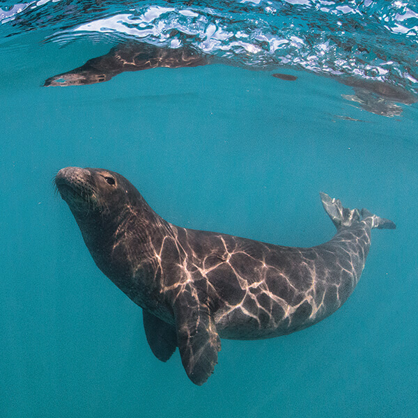 A hawaiian monk seal