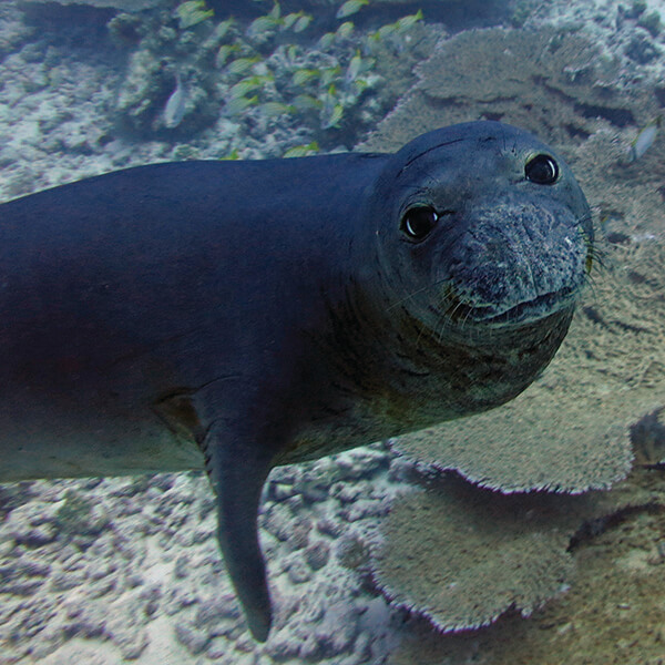 A monk seal looks at the camera while underwater