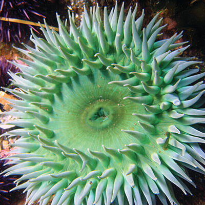 A bright green anemone