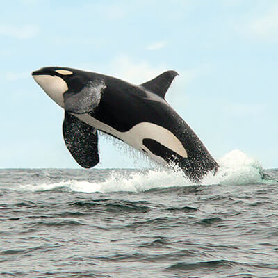An orca leaps out of the water