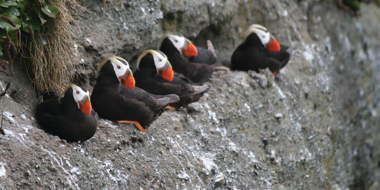 Puffins on a rocky cliffside
