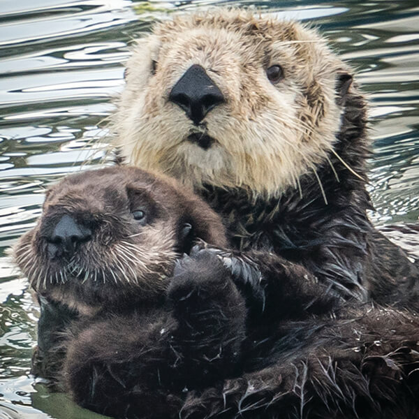 A mother sea otter and her pup
