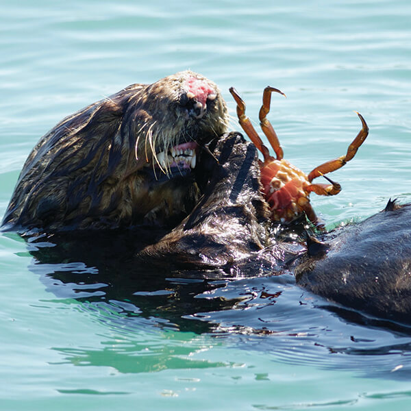 A sea otter eating a crab 