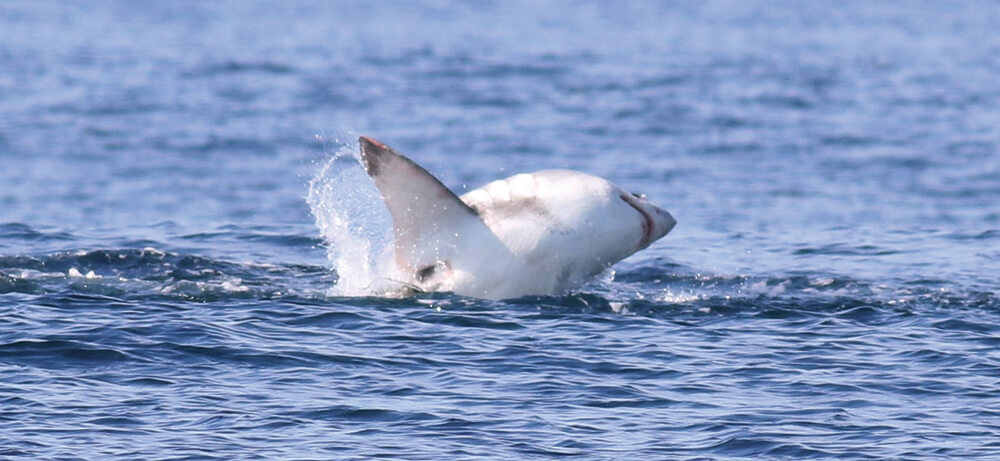 A porbeagle shark breaks through the surface of the water