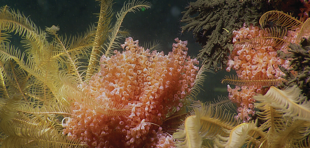 Crinoids and Primnoa coral