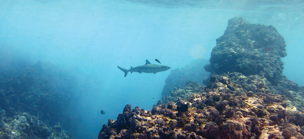 A shark off in the distance swims through a reef