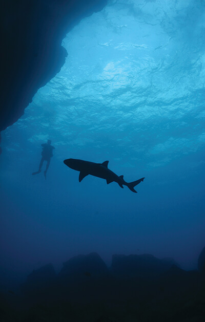 A whitetip reef shark investigates a diver