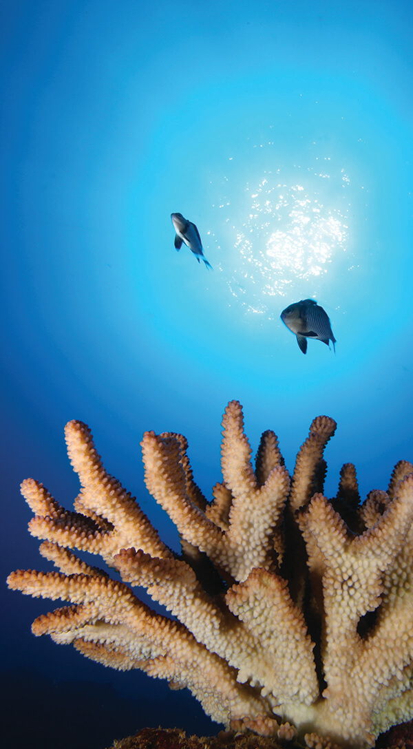Two fish swim above coral