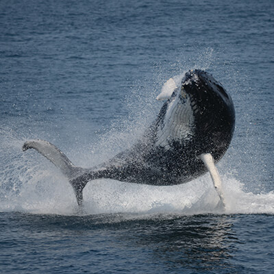 A breaching whale calf