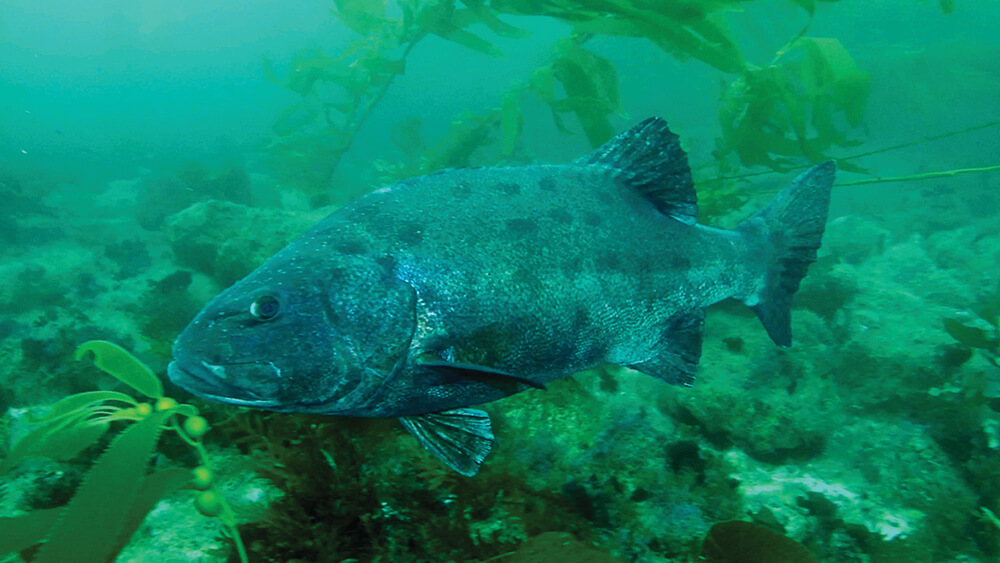 A giant sea bass