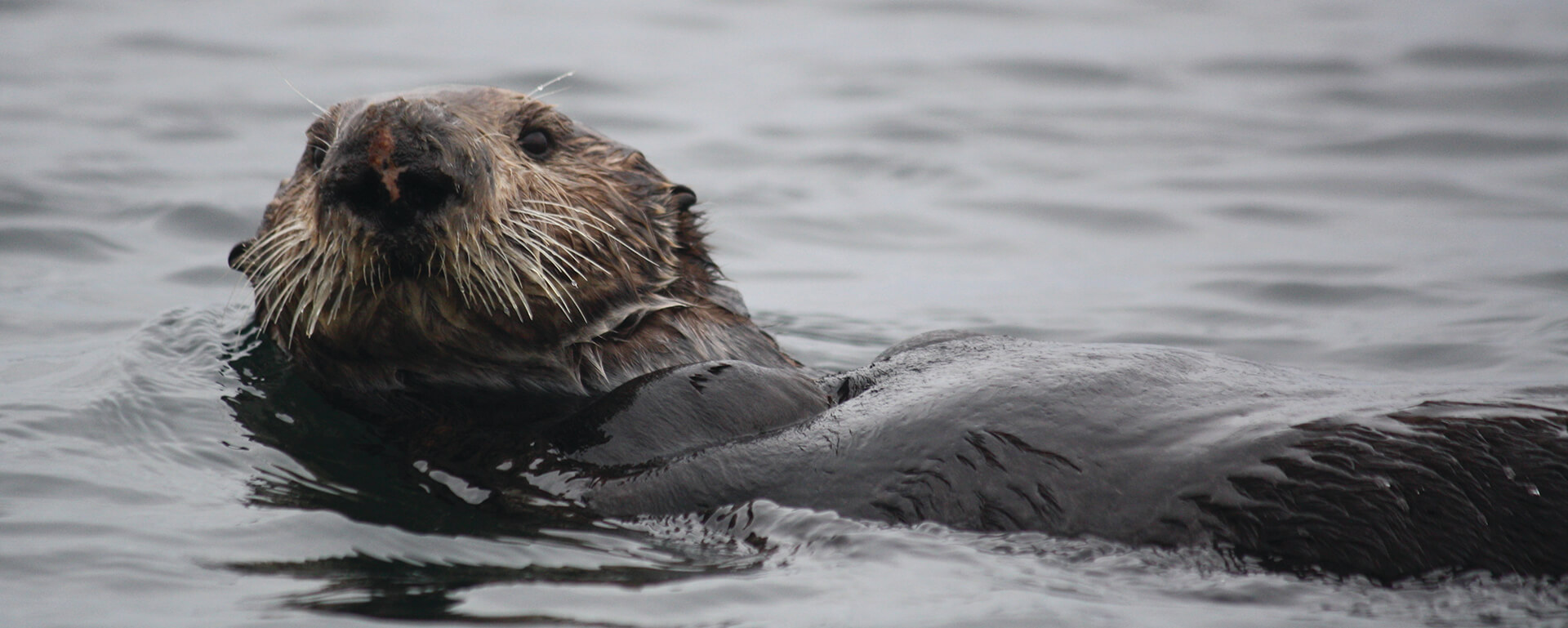 A sea otter floats on it's back