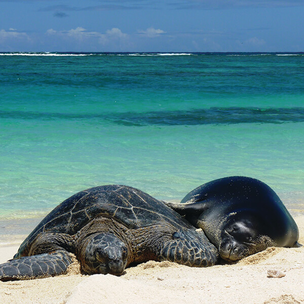 A seal and sea turtle on a beach